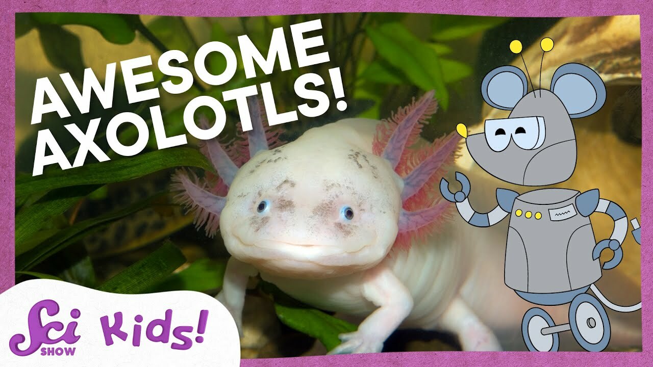A Lot About Axolotls! | SciShow Kids